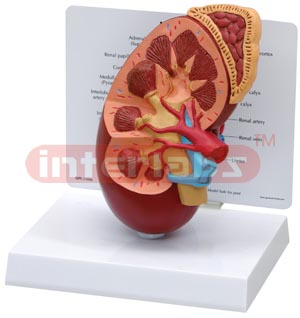 Kidney